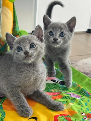 Russisch Blau (m w), Reinrassig und zuckersüß 