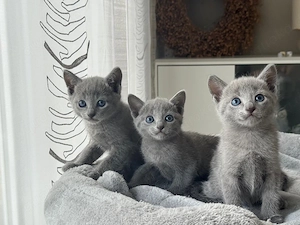 Russisch Blau (m w), Reinrassig und zuckersüß 