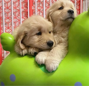 Golden Retriever welpen