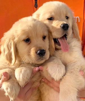 Golden Retriever welpen