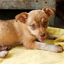Daisy S im Wachstum - die kleine Zarte
