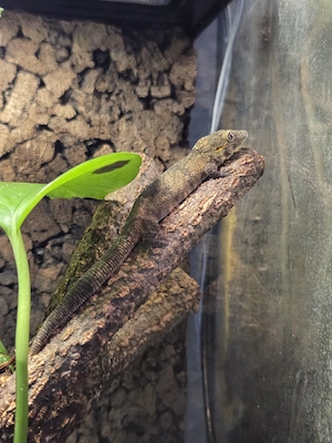 Eurydactylodes agricolae 1.0 - Chamäleongecko