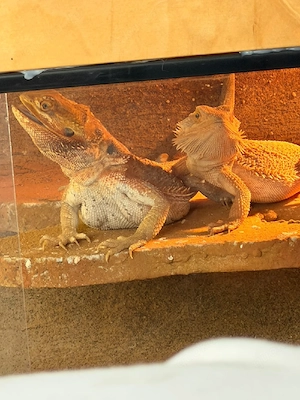 2 Bartagame abzugeben auch einzeln.