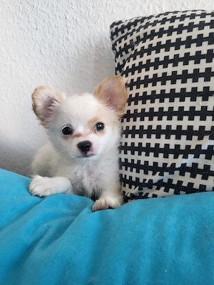 Papillon Chihuahua Welpe