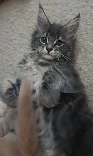 Maine Coon Kitten 