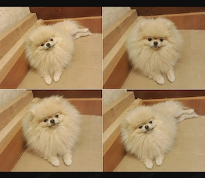 Zwergspitz pomeranian 