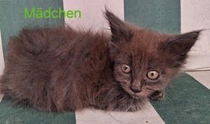 Wunderschöne Maine Coon Mädchen sucht ein liebevolles Zuhause 
