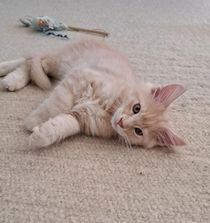 Maine Coon Kitten 