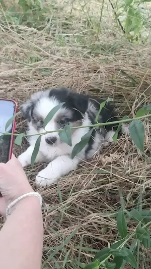 Wunderschöne reinrassige Australian Shepherd Welpen   