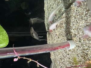 Axolotl Axantic Wildling 