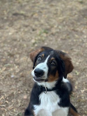 Benny sucht ein schönes zuhause 