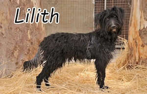 Wer schenkt Lilith die Chance, ihr Tierheim gegen ein liebevolles Zuhause zu tauschen?