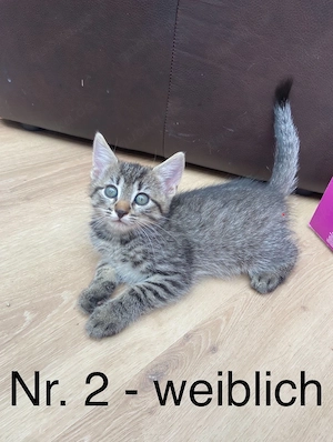 Katzenbabys