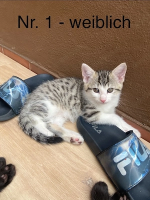 Katzenbabys