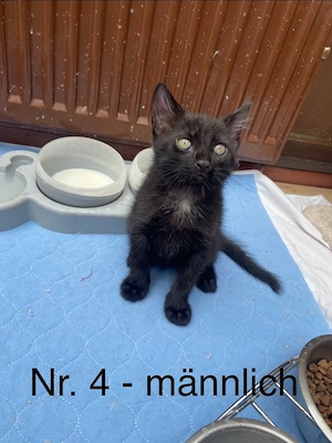 Katzenbabys