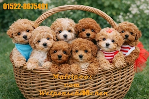 Zuckersüße, kleinbleibende Maltipoo-Welpen