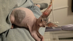 Der kleine Felix steht zum Verkauf. 