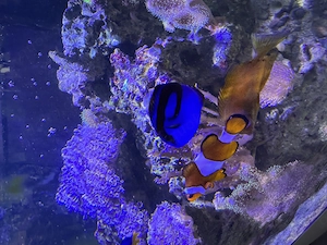 Meerwasser Inhalt Fische Korallen Lebendgestein