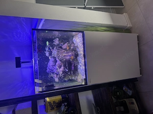 Meerwasser Aquarium Red Sea Reefer 200 XL mit Inhalt 