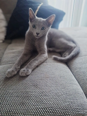 Russisch blau  Katerchen 