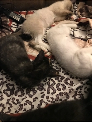 Katzen Babys 