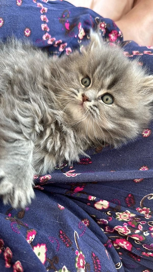 Babykatzen