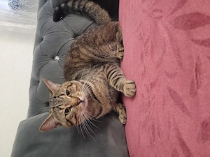 Ich verkaufe hier ein 2 jährige Kater der ist geimpft 