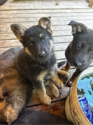 Schäferhund Welpen 