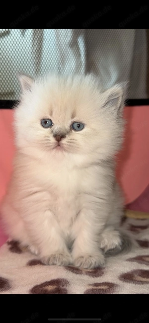 Babykatzen