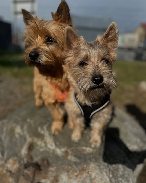 Cairn-Terrier-Welpen zur Adoption WhatsApp: 017668441254 