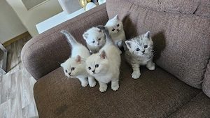 Wunderschöne BKH Kitten (Britisch Kurzhaar)   Reservierung ab sofort möglich!
