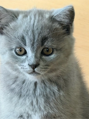 Wunderschöne Britisch Kurzhaar Langhaar Kitten abzugeben