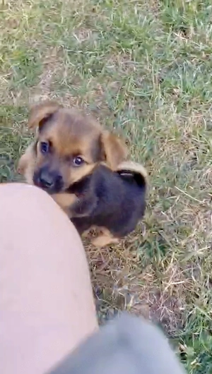 Süße Zwergpinscher Chihuahua Mix Welpen 