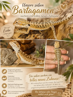 Super Süße Baby-Bartagamen abzugeben verschiedene Farben :)
