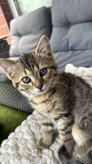 katze sucht zuhause 