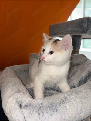 Katzenbabys