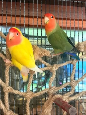 Lovebirds - Agaporniden - Unzertrennliche