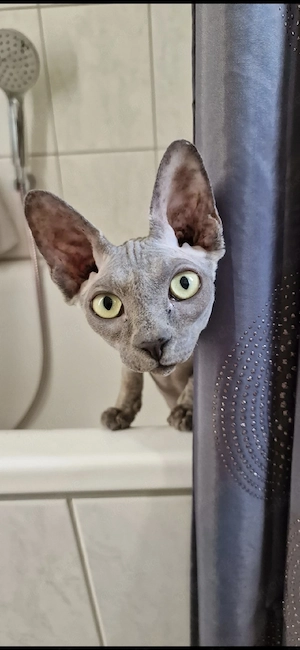 Liebevoller Sphynx-Kater "Anubis" sucht ein neues Zuhause