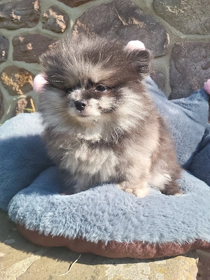 Pomeranian Zwergspitz Pomchi Chihuahua welpen   
