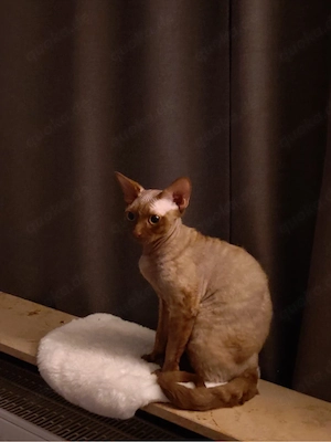 Devon Rex Kater 