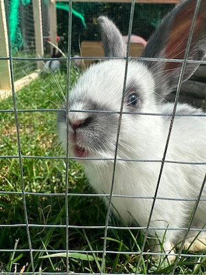 kaninchen hasen