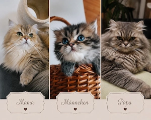 bkh  blh kitten reinrassig silber golden point