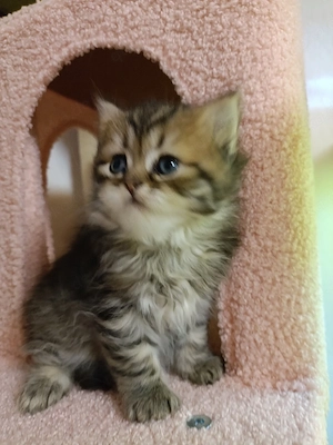 bkh  blh kitten reinrassig silber golden point Bild 3