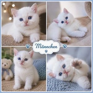 Kitten reinrassig BKH rote Point , Whiskas, weiß Schnee 