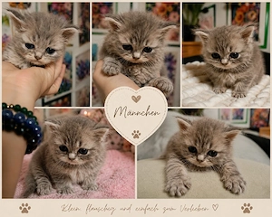 bkh kitten reinrassige blau Schnee Point  Bild 2