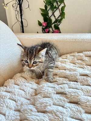 Baby katzen BKH