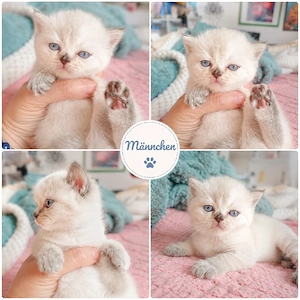 bkh kitten reinrassig Schnee Point  rote Getiegert Whiskas 