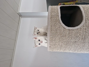 BKH Kitten Geschwister Pärchen 