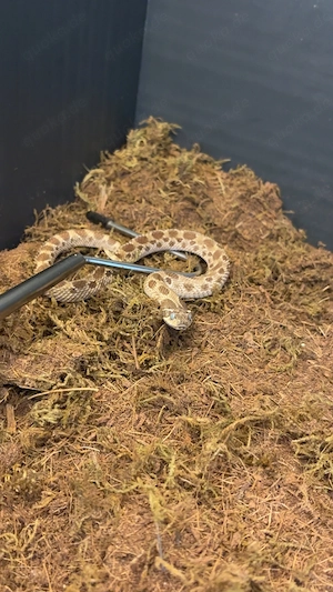 Hakennasennatter Conda Male
