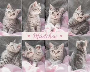 kitten bkh reinrassig Whiskas Marmor tabby Classic  Bild 9
